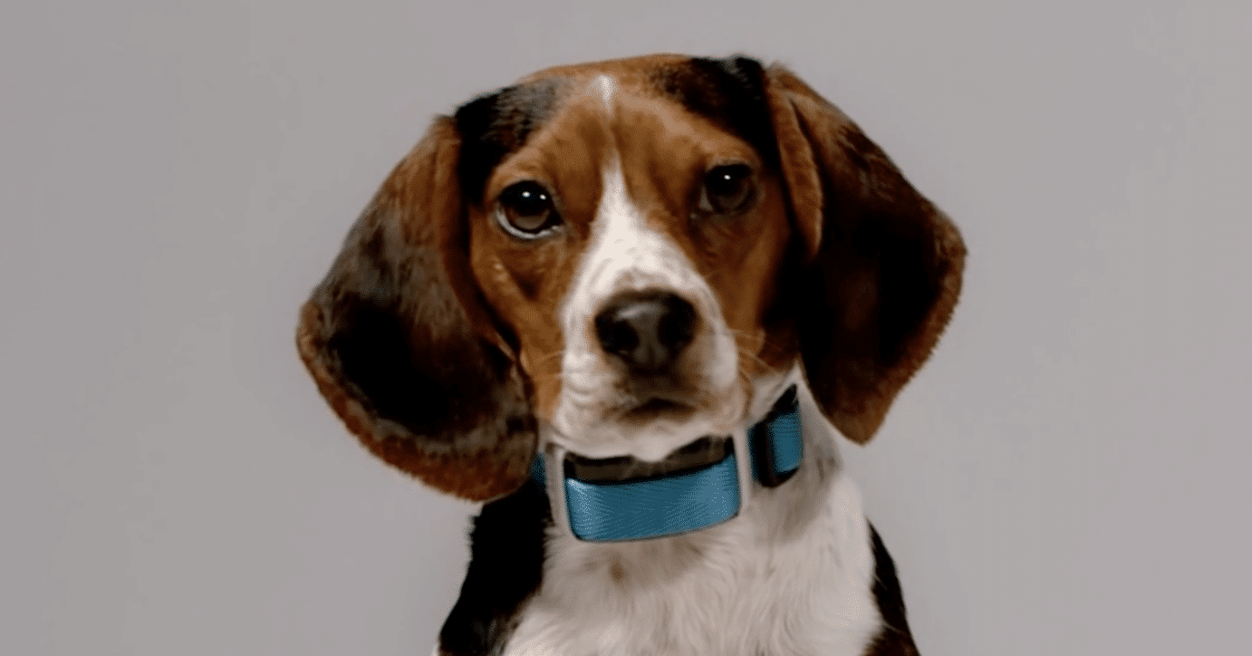 garmin delta smart dog