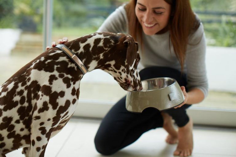Felcana: the smart cat & dog health monitor