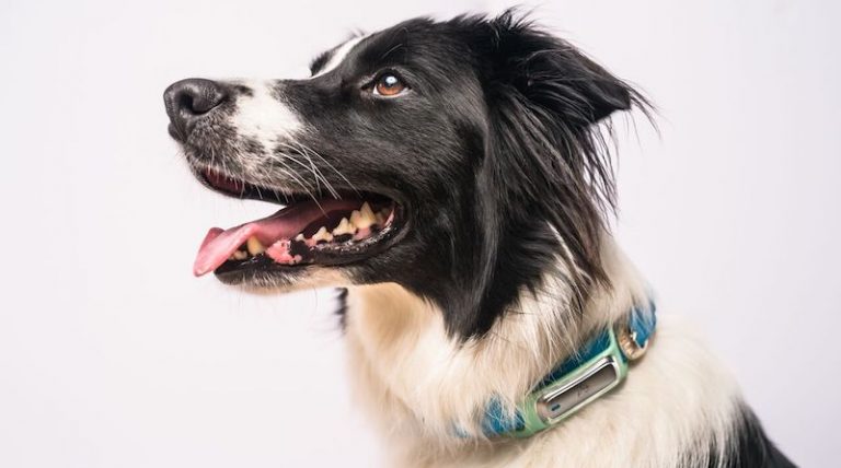 PetMio: the smart nutrition system for your pet