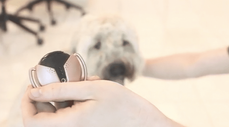 Moxie: stay in touch with your furry friend