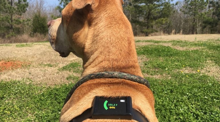 Dawg Tag: the first wearable core temperature sensor for dogs