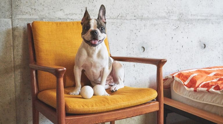 GOMI: the smart pet toy that provides hours of entertainment & exercise