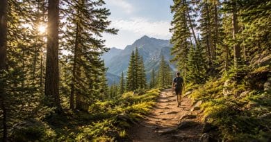 Person walking through forrest